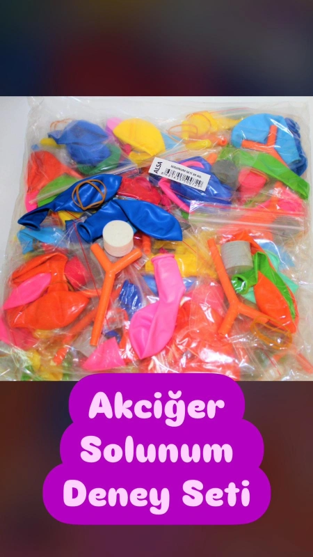 Akciğer Solunum Deneyi Modeli / 30lu Paket