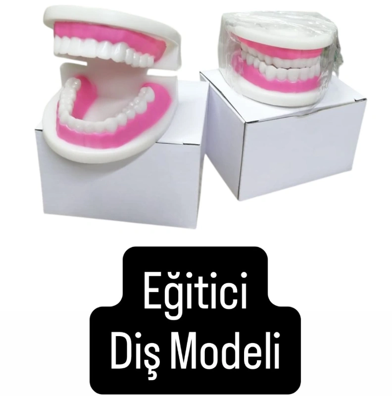 DİŞ MAKET MODELİ