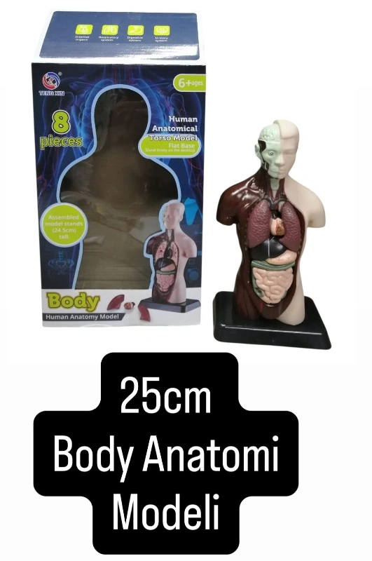 25CM BODY ANATOMY SET