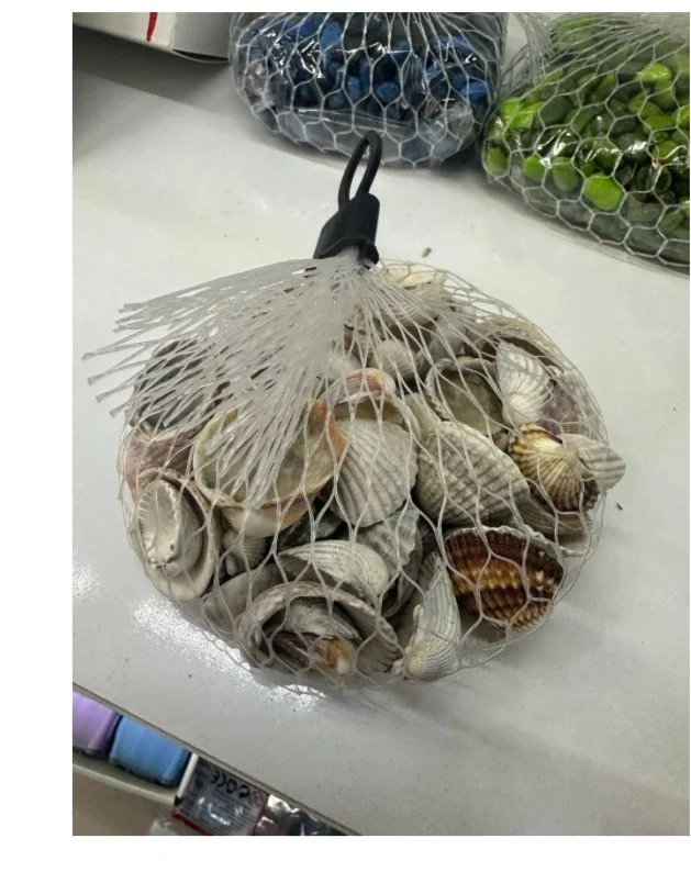 FİLELİ DENİZ KABUKLARI ( 12Lİ PAKET)